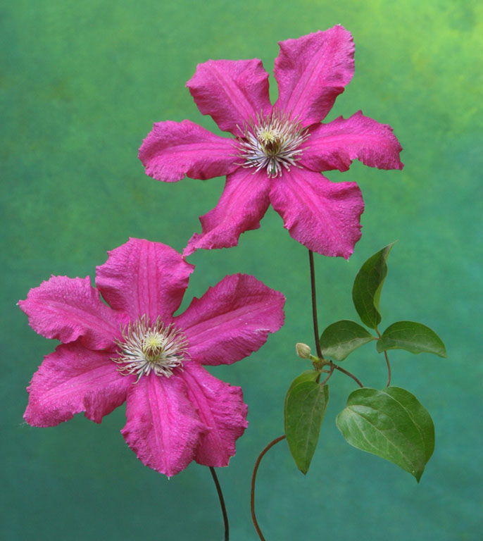 Clematis  Duo   Copy